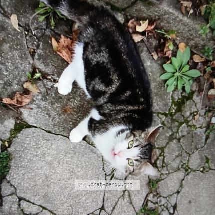 Foto 1/1 Gato encontrado Encontrado en Tessancourt sur aubette