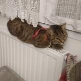 Foto del gato perdido en Saint Pierre Des Corps