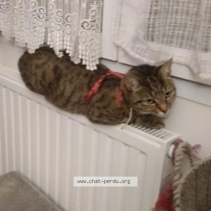 Foto 1/1 Ciboulette Chat perdido en Saint pierre des corps