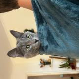 Foto de gato encontrado en Montpellier