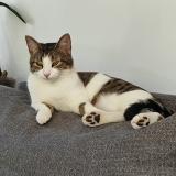 Foto del gato perdido en Cerelles