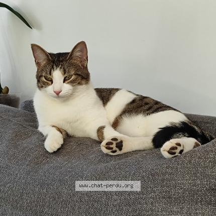 Foto 1/1 WALDO Chat perdido en Cerelles