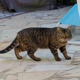 Foto de gato encontrado en Vernouillet