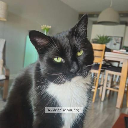 Foto 1/1 ISABELLE PERRON Chat perdido en Quebec