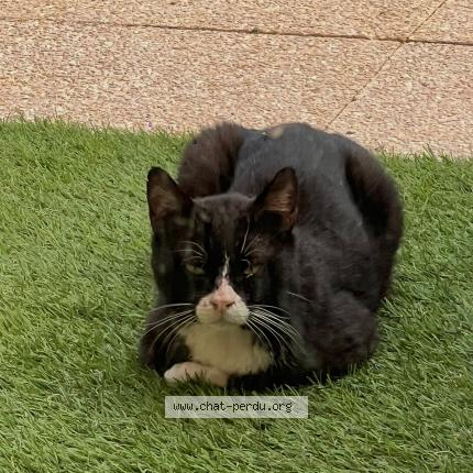 Foto 1/1 Gato encontrado Perdido en Montboucher sur jabron