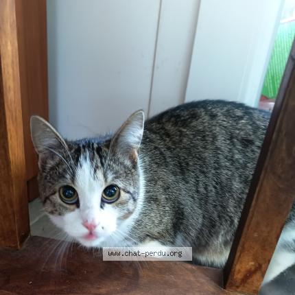 Foto 1/1 Gato encontrado Encontrado en Sassenage 38360