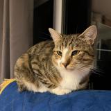 Foto del gato perdido en Boussy Saint Antoine