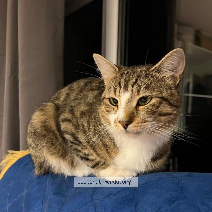 Foto 1/1 Milo Chat perdido en Boussy saint antoine