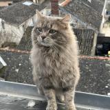 Foto del gato perdido en Trelaze