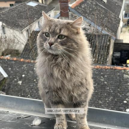 Foto 1/1 Billy Chat perdido en Trelaze