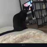 Foto del gato perdido en Marseille