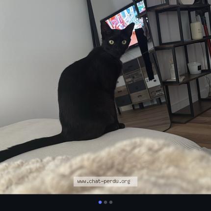 Foto 1/1 Messi Chat perdido en Marseille