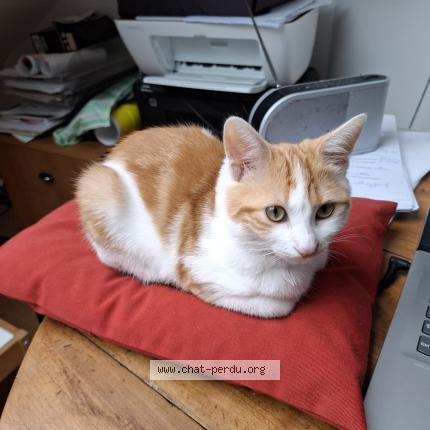 Foto 1/1 Poupi Chat perdido en Rennes