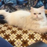 Foto del gato perdido en Islamabad