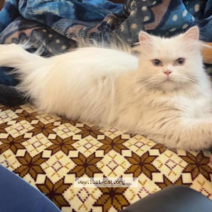 Foto 1/1 Beba Chat perdido en Islamabad