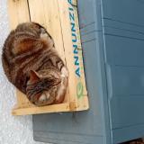 Foto del gato perdido en Biarritz