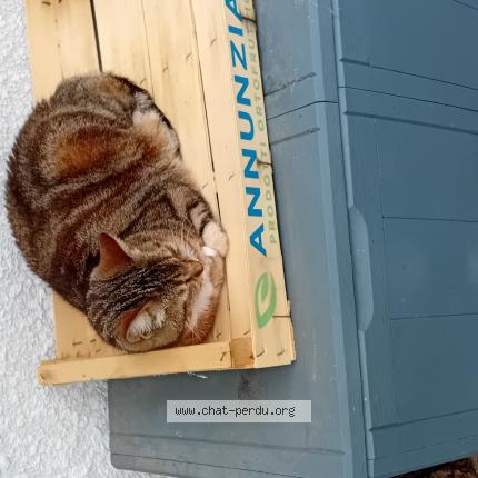 Foto 1/1 Savannah Chat perdido en Biarritz