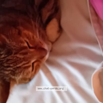 Foto 1/1 Savannah Chat perdido en Biarritz