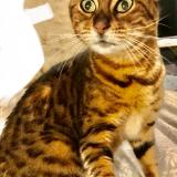 Foto del gato perdido en Courpiac