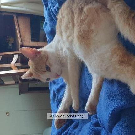 Foto 2/2 Pitou Chat perdido en Chatenoy le royal