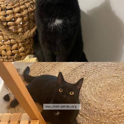 Foto 1/1 Luffy Chat perdido en Orvault