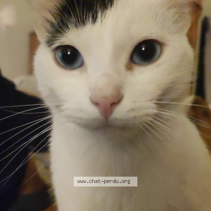 Foto 1/1 Plume Chat perdido en Carpentras