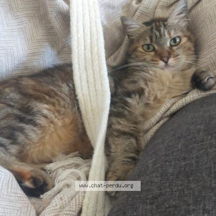 Foto 1/1 Ivette Chat perdido en Foix