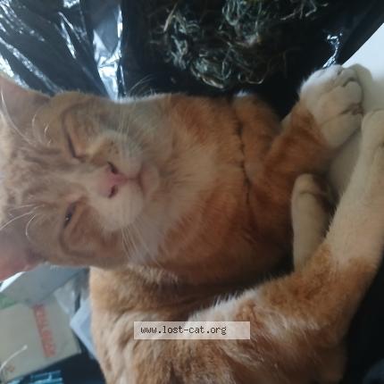 Foto 1/1 Ginger Chat perdido en Orange