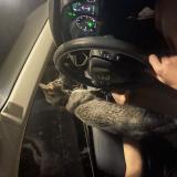 Foto del gato perdido en Glenpoil