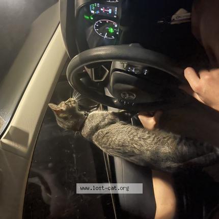 Foto 1/1 Bear Chat perdido en Glenpoil