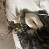 Foto del gato perdido en Vismes Au Val