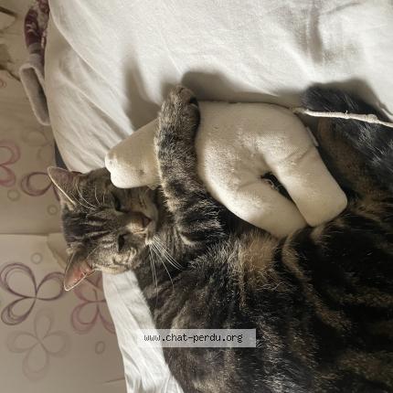 Foto 1/1 Benus Chat perdido en Vismes au val