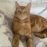 Foto del gato perdido en La Teste De Buch