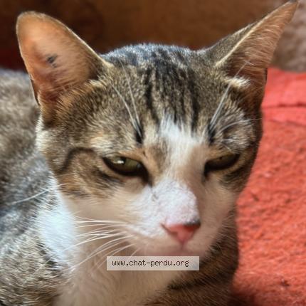 Foto 1/1 Ti'cha Chat perdido en Dampierre en yvelines