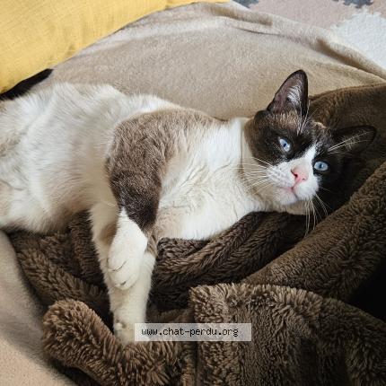 Foto 1/1 Gato encontrado Encontrado en Nimes