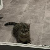 Foto del gato perdido en Lomme