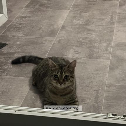 Foto 1/1 KIRA Chat perdido en Lomme