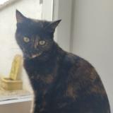 Foto del gato perdido en Thaire