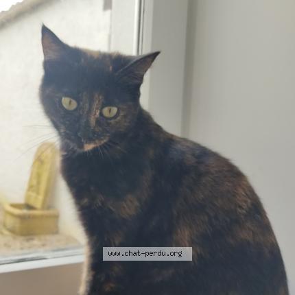 Foto 1/1 Tchipy Chat perdido en Thaire