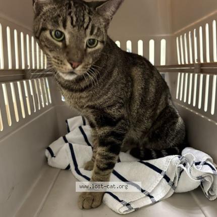 Foto 1/1 Oliver Chat perdido en Boynton beach