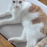 Foto del gato perdido en Duillier