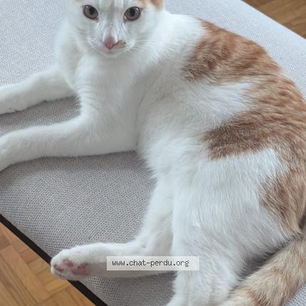 Foto 1/1 Barney Chat perdido en Duillier