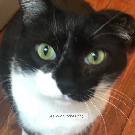 Foto 1/1 Sacha Chat perdido en Toulouse