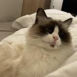 Foto del gato perdido en Puteaux