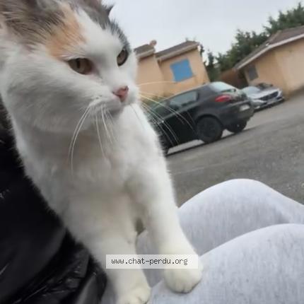 Foto 1/1 Gato encontrado Encontrado en Corbas