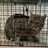 Foto de gato encontrado en Boulogne Billancourt