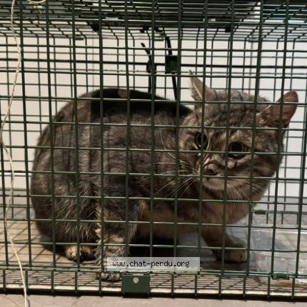 Foto 1/1 Gato encontrado Encontrado en Boulogne billancourt