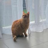 Foto del gato perdido en Lancon Provence