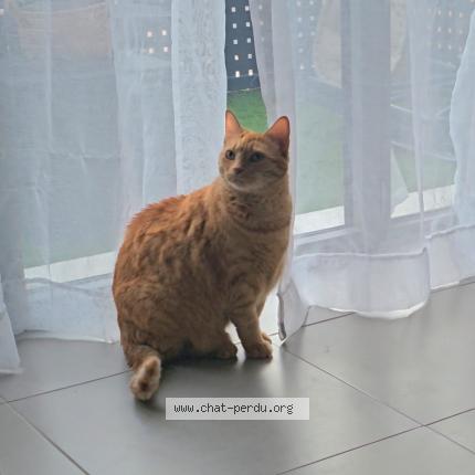 Foto 1/1 Clochette Chat perdido en Lancon provence