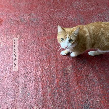 Foto 1/1 Gato encontrado Encontrado en Toulouse